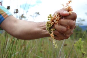 Hand holding Sphagnum moss