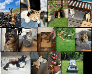 Pets Social Research